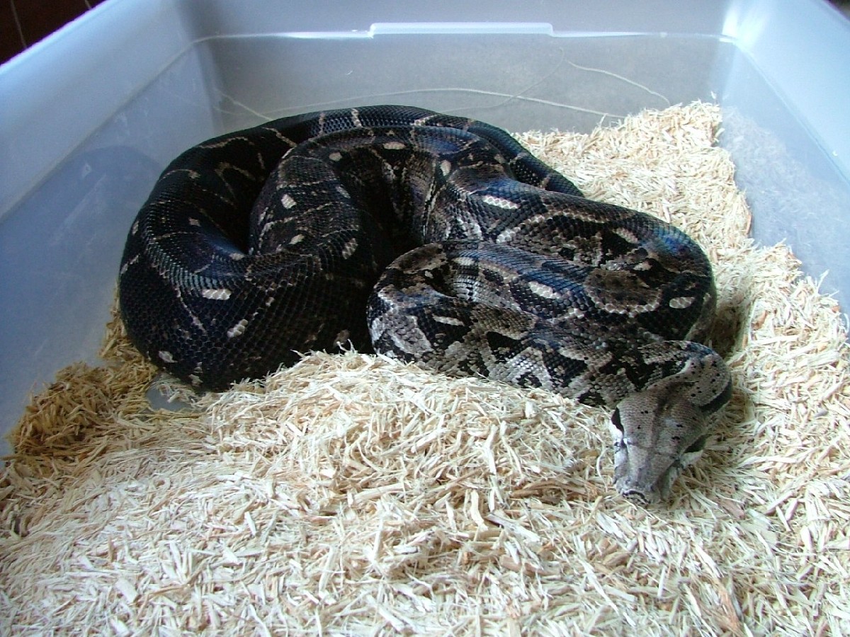 Female type 2 sonoran