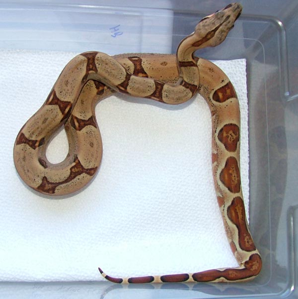 ginger Orange0tail hypo 07 male