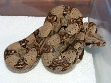 het albino 2