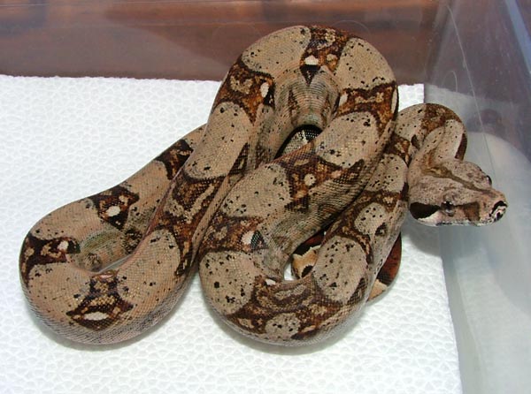 het albino 2