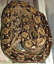 het leopard female