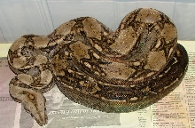 het leopard male