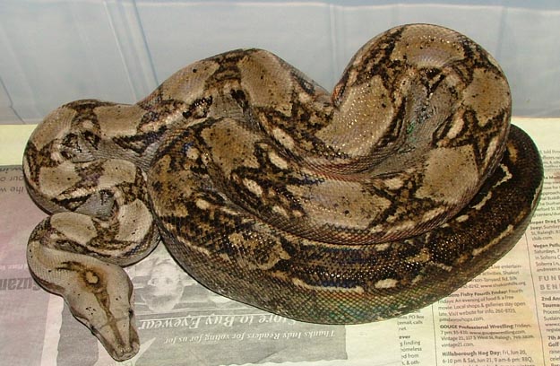 het leopard male
