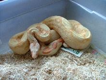 male albino