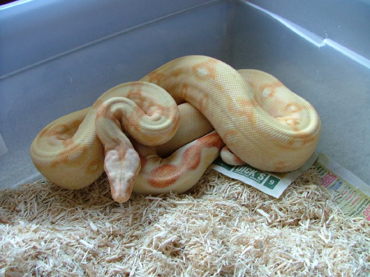 male albino