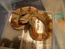 Hypo male