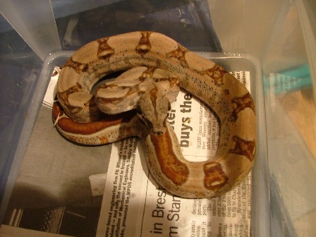Hypo male
