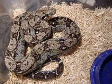 Sonoran female - type II anery