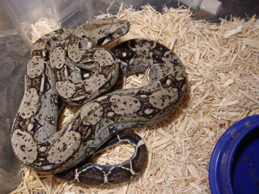 Sonoran female - type II anery