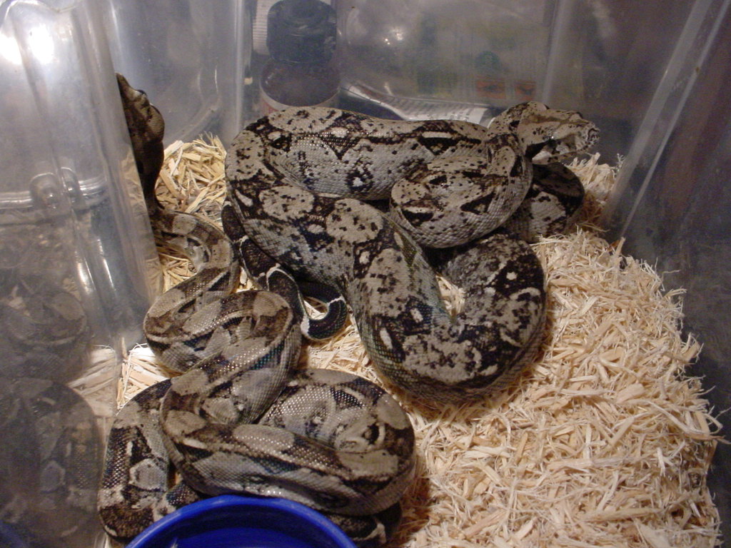 Anerythristic Sonoran pair - 03's