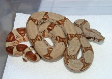 Salmon Harlequin female 07