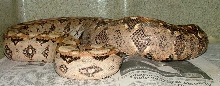 gravid hypo sonoran