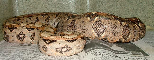 gravid hypo sonoran
