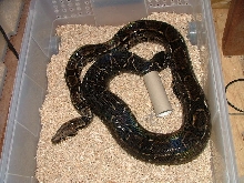 Sonoran Desert Boa