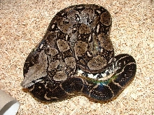 Anerythristic Sonoran Desert Boa