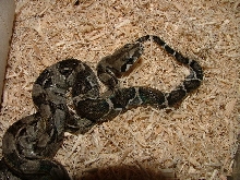 Anerythristic Sonoran Desert boa male