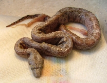 super hypo sonoran