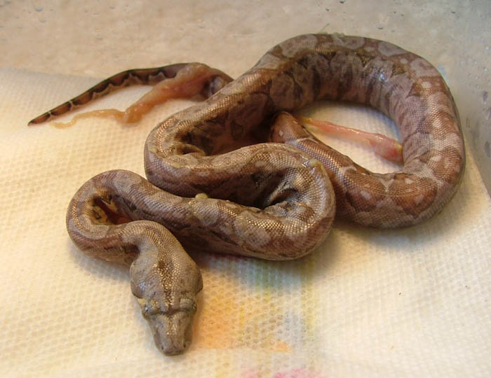 super hypo sonoran