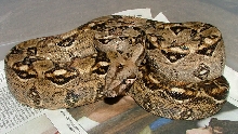 Female het leopard