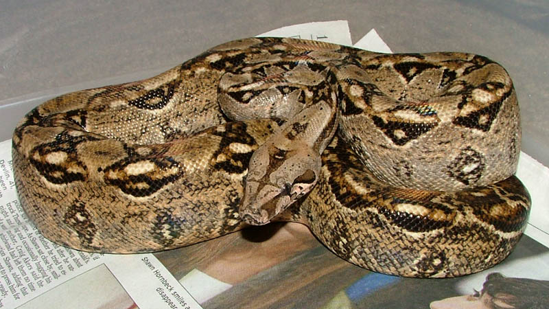 Female het leopard