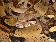 new female - head 1