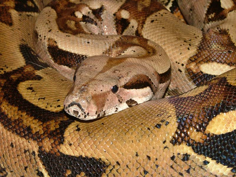 new female - head 1