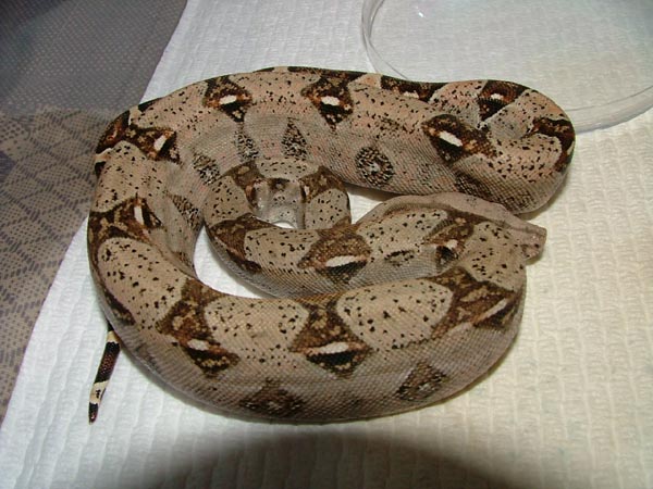 het albino female