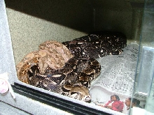 hypo sonoran male - anerythristic Type 2 sonoran female