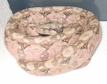 Hypo Sonoran