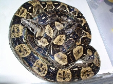 Boa constrictor longicauda