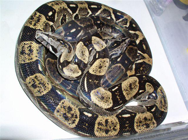 Boa constrictor longicauda