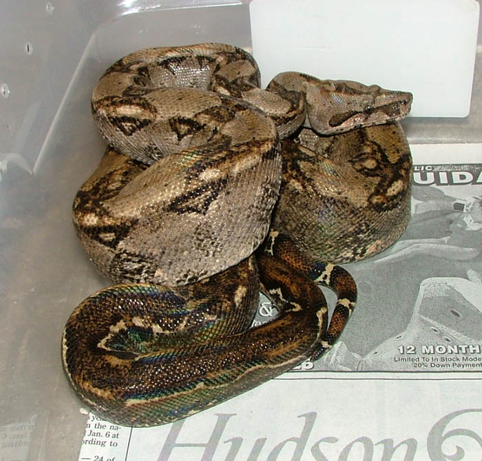 male het leopard