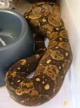 Ovulation