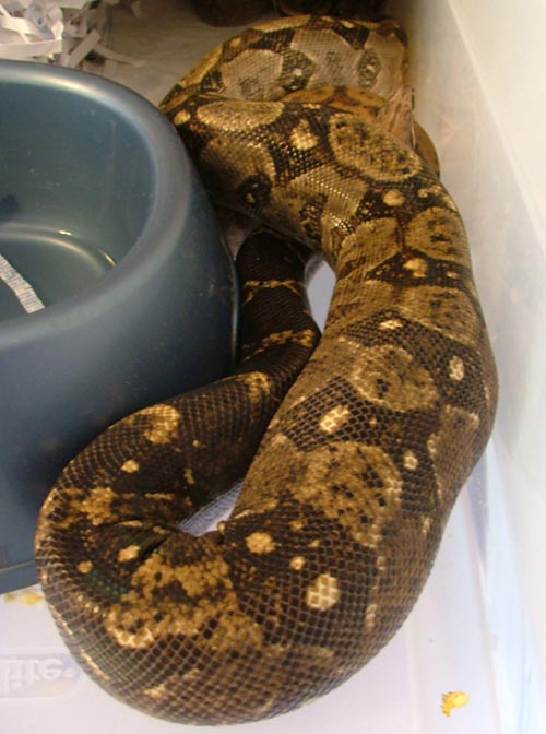 Ovulation