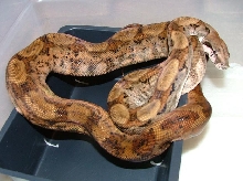 poss super hypo poss het ghost male