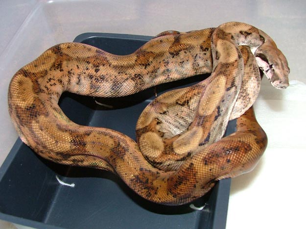 poss super hypo poss het ghost male