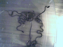 Newborn Garters