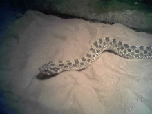 Western Hognose