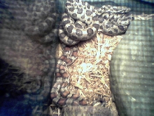 rat snakes