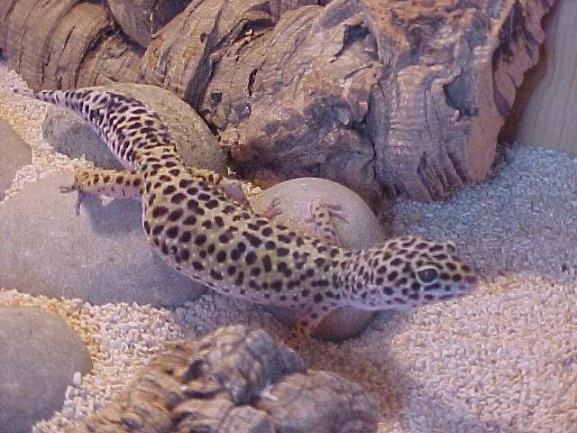 Female Roaming.