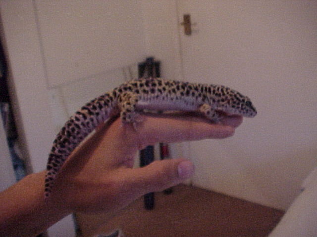 Large Male Gecko