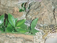 Large 110g male.