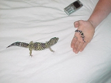 MaleLeo and baby