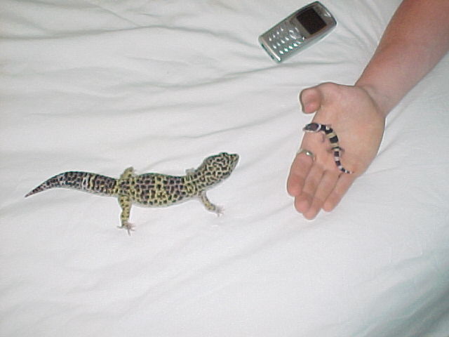 MaleLeo and baby