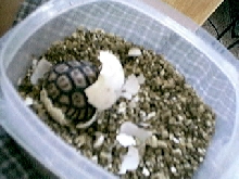 Chaco Hatchling