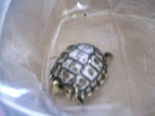 CB 05 Chaco, G. chilensis