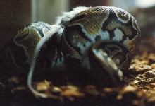 python and friend