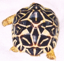 Back side of a Sri Lankan