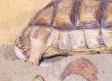 Chaco Egg