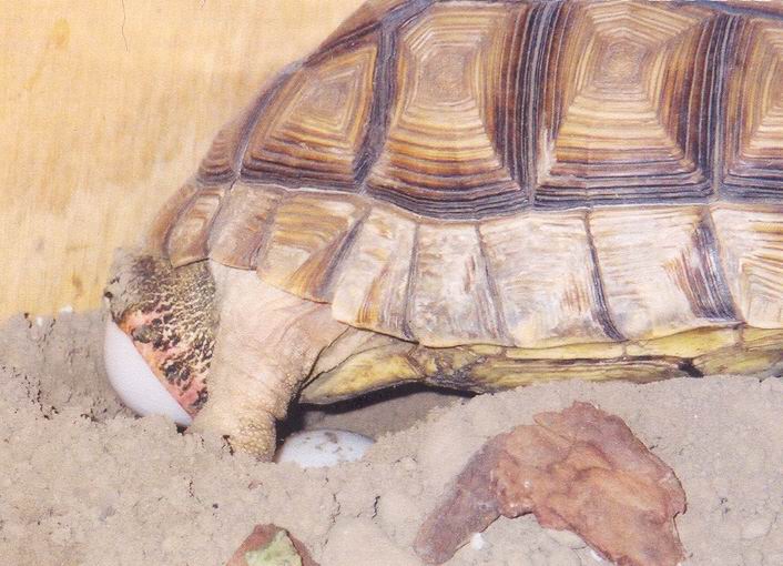 Chaco Egg
